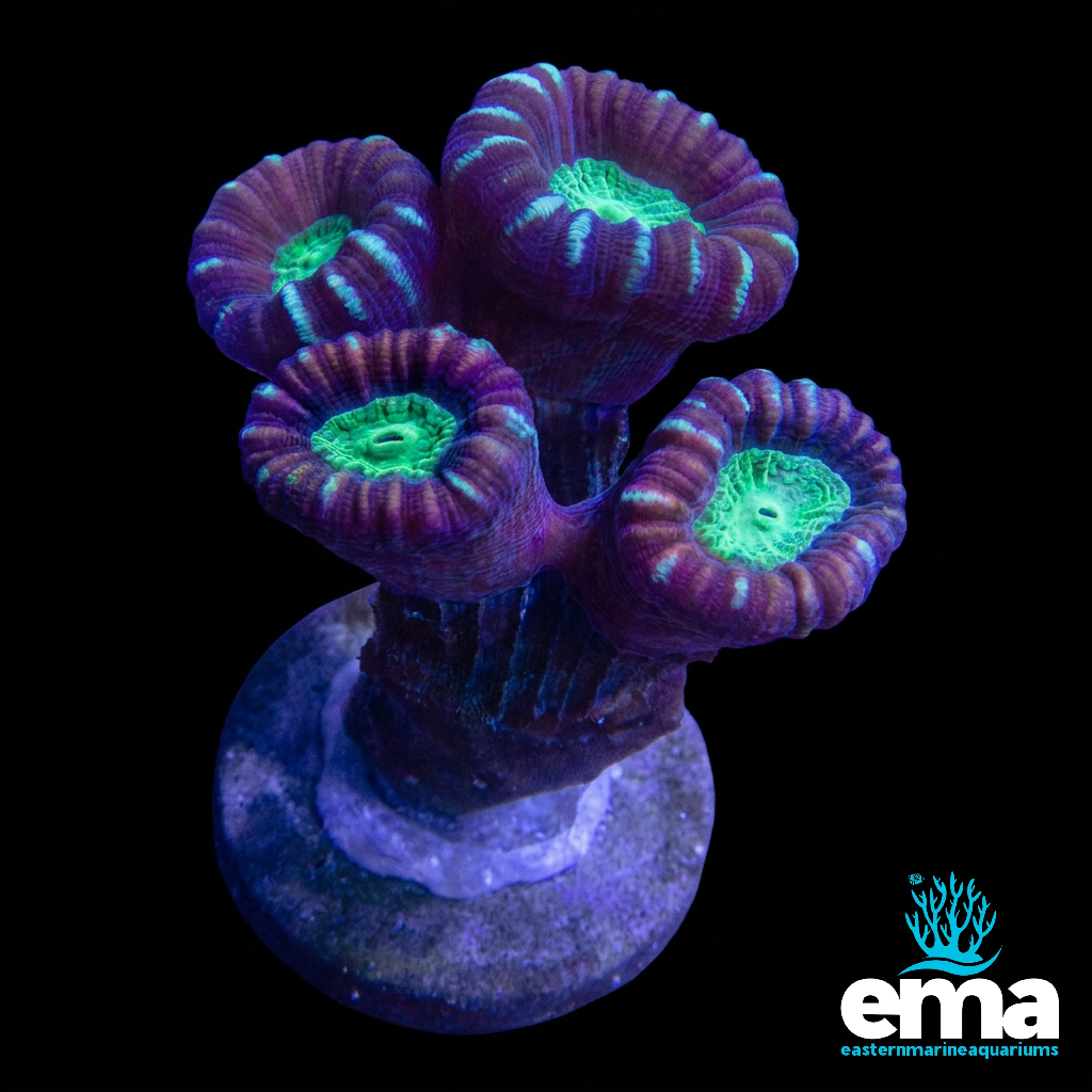 Candycane Coral