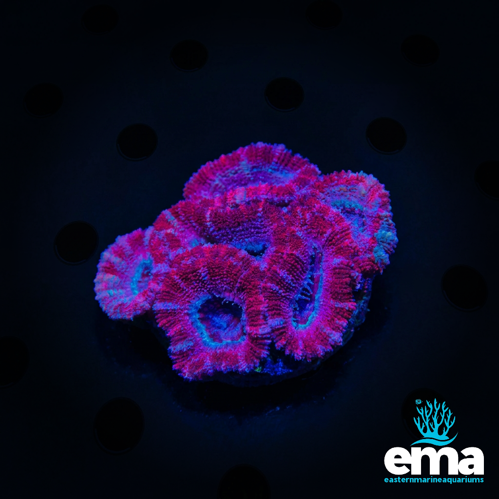 Acan Lord