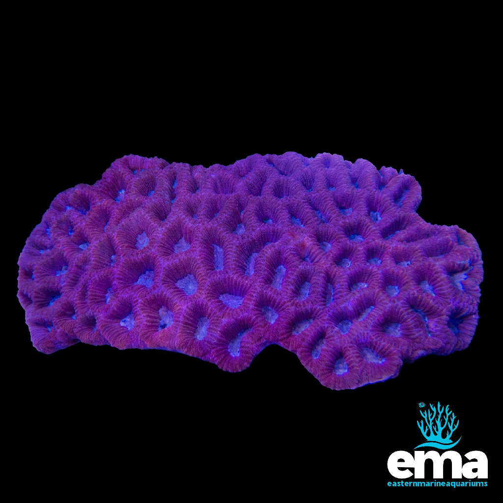Purple Favites Brain Coral