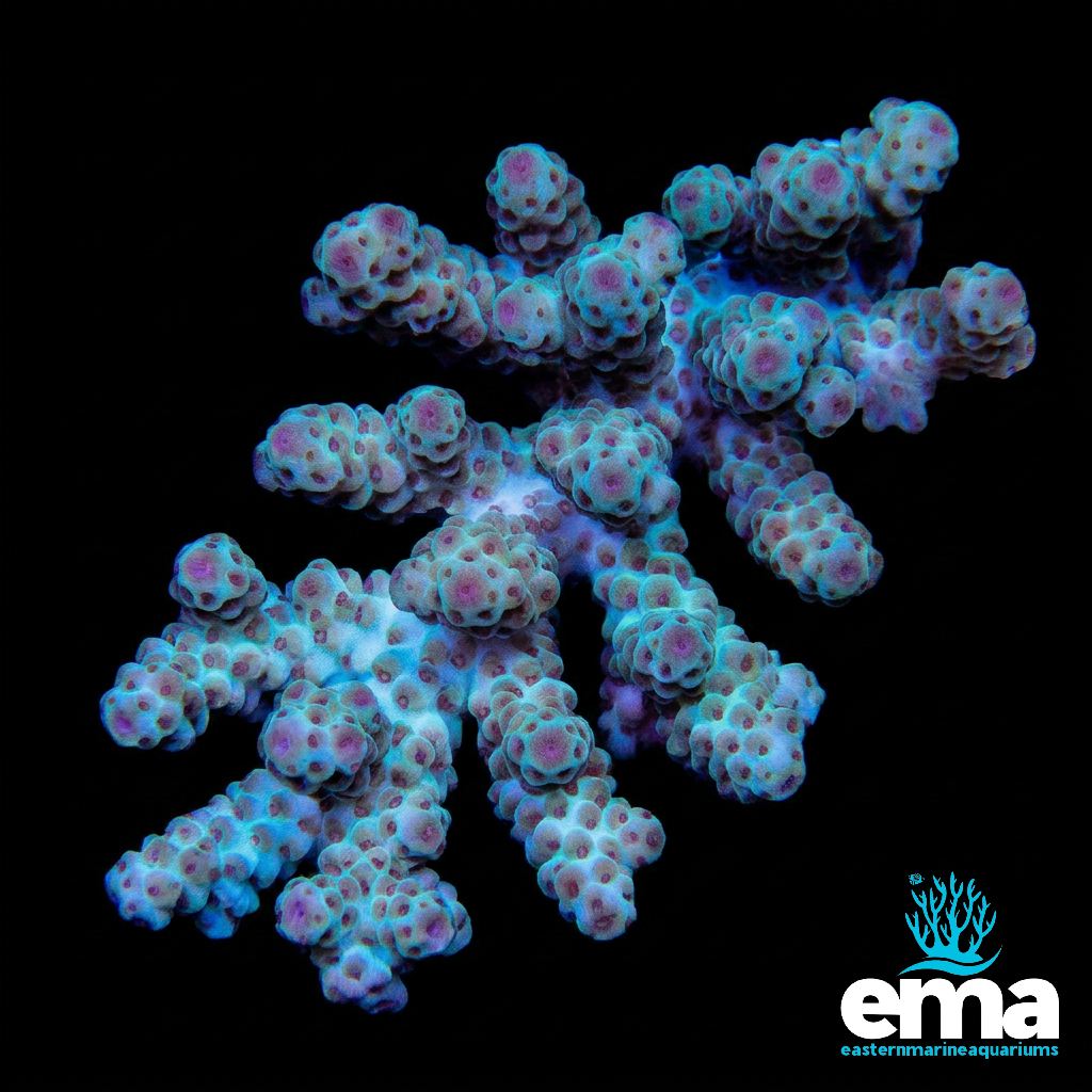 Green & Purple Acropora