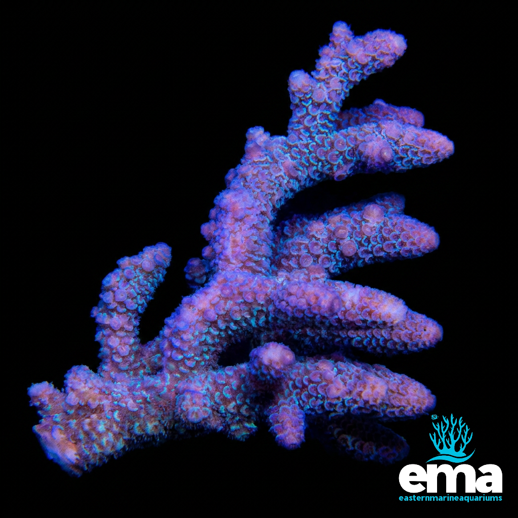 Purple & Green Australian Acropora