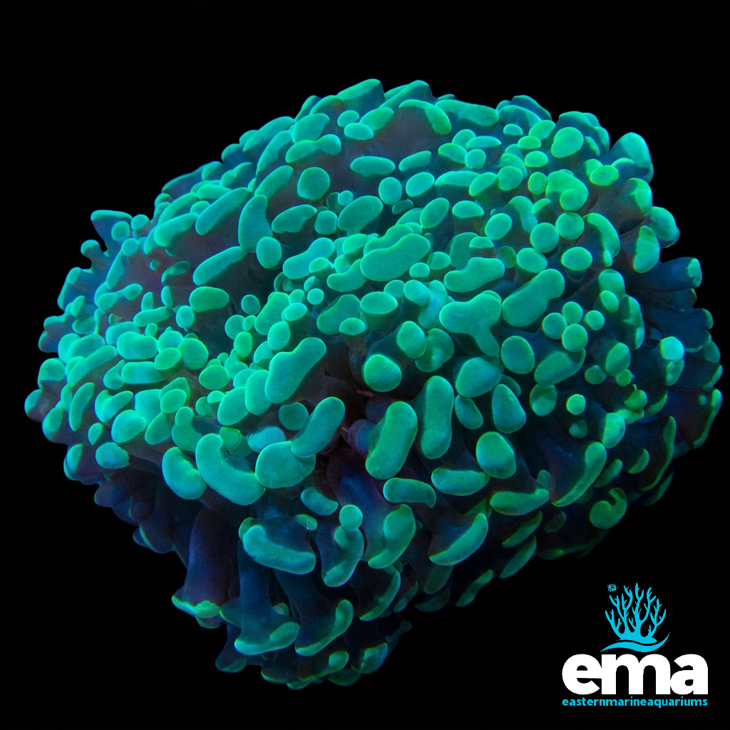 Mint Green Frammer Coral