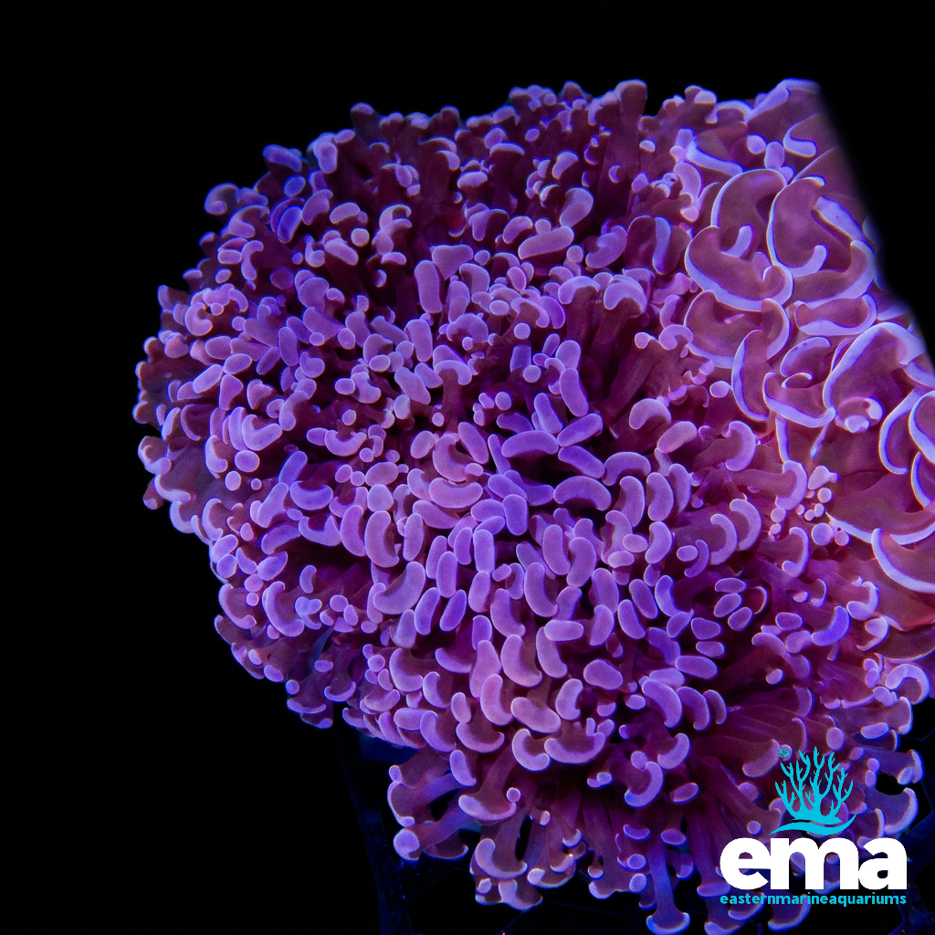 Purple Frammer Coral