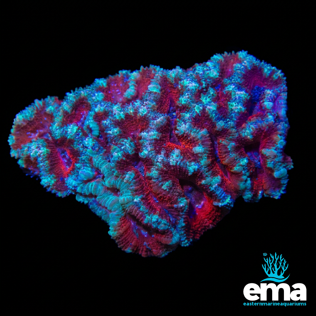 Red & Green Acan Lord Colony