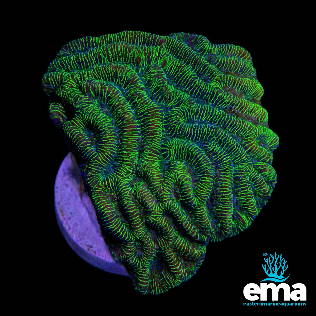Toxic Green Maze Brain