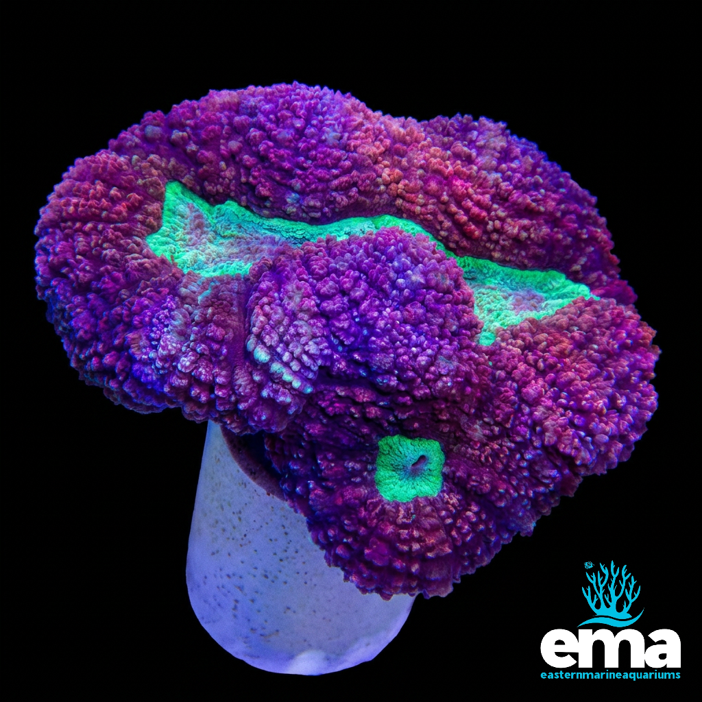 Red & Green Symphyllia Coral