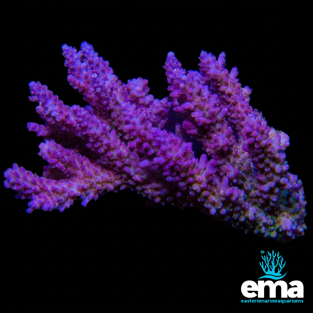 Pink, Gold & Green Australian Acropora