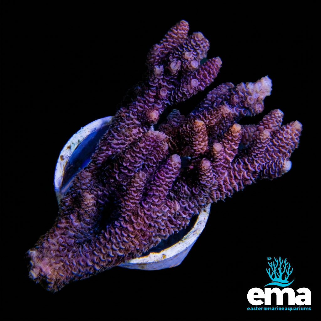 Purple Gold Millepora
