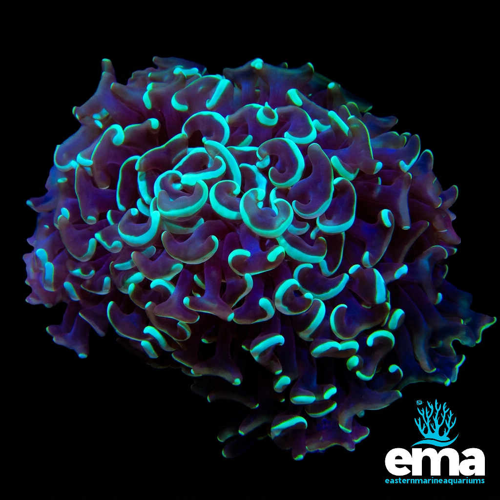 Metallic Green Coral