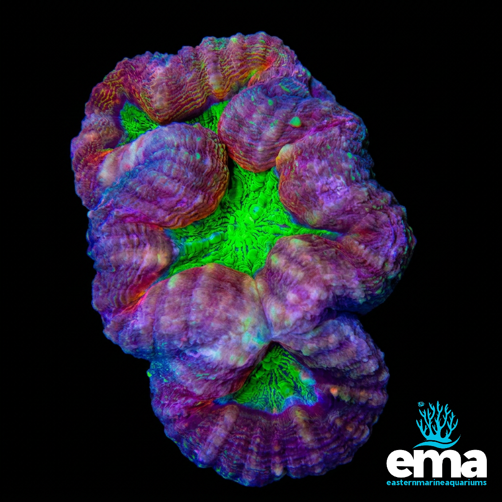 Toxic Green & Purple Lobophyllia