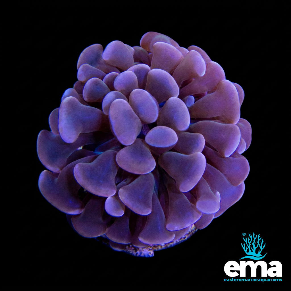 Orange Hammer Coral