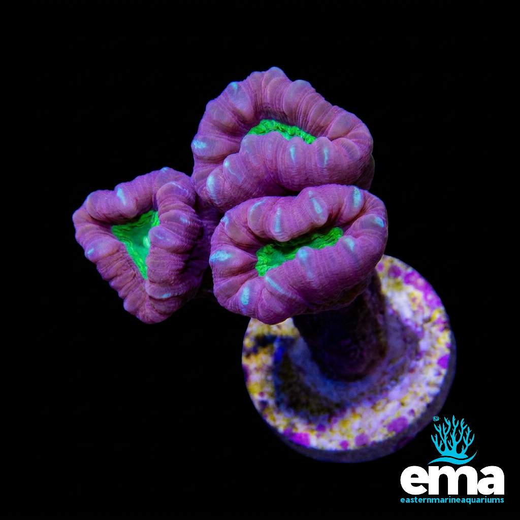 Purple Candy Cane