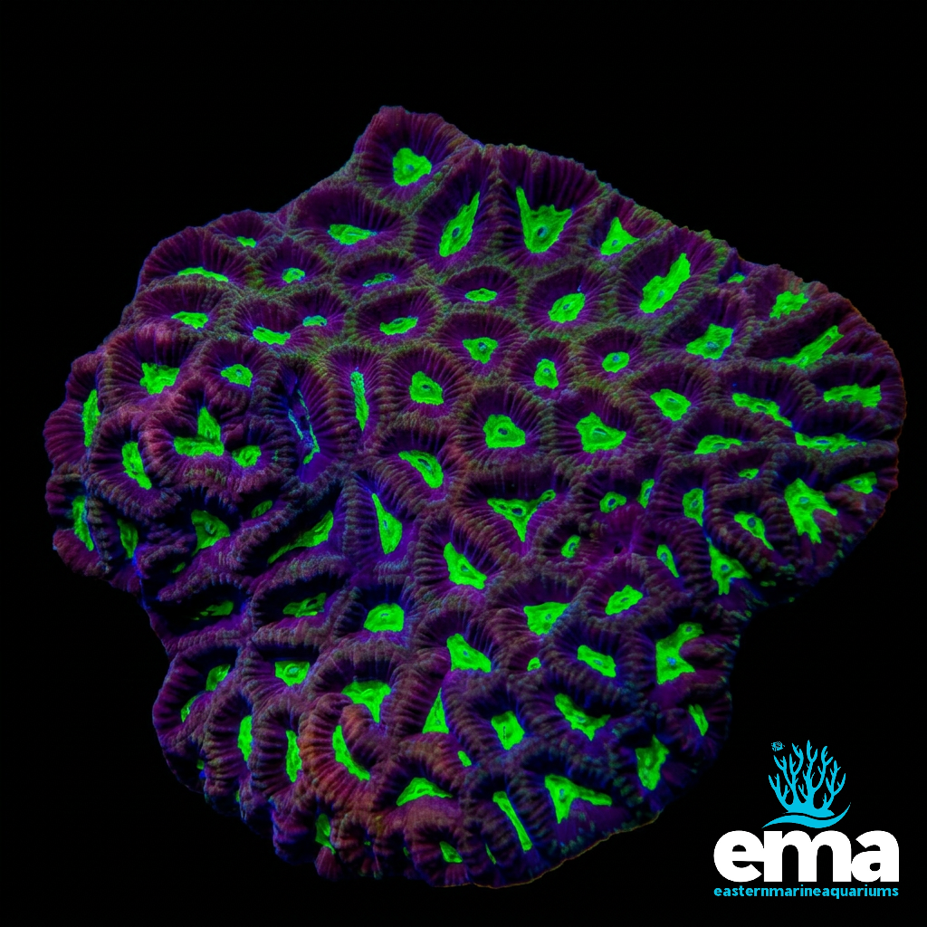 Toxic Green Eye Goniastrea