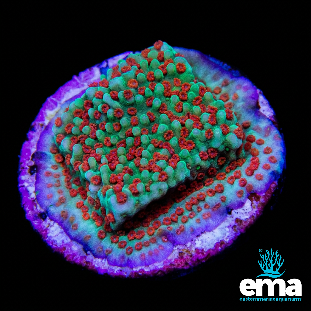 Chili Pepper Montipora