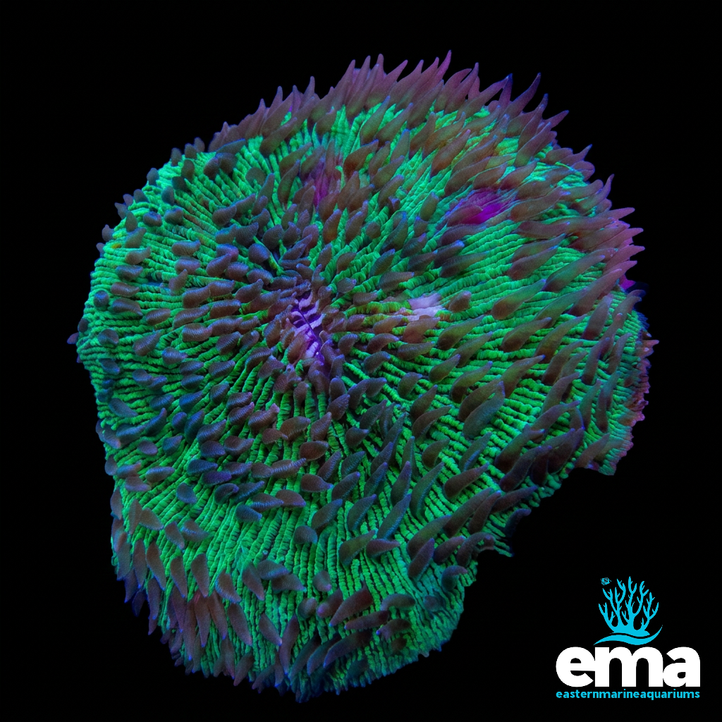 Green Fungia Plate Coral
