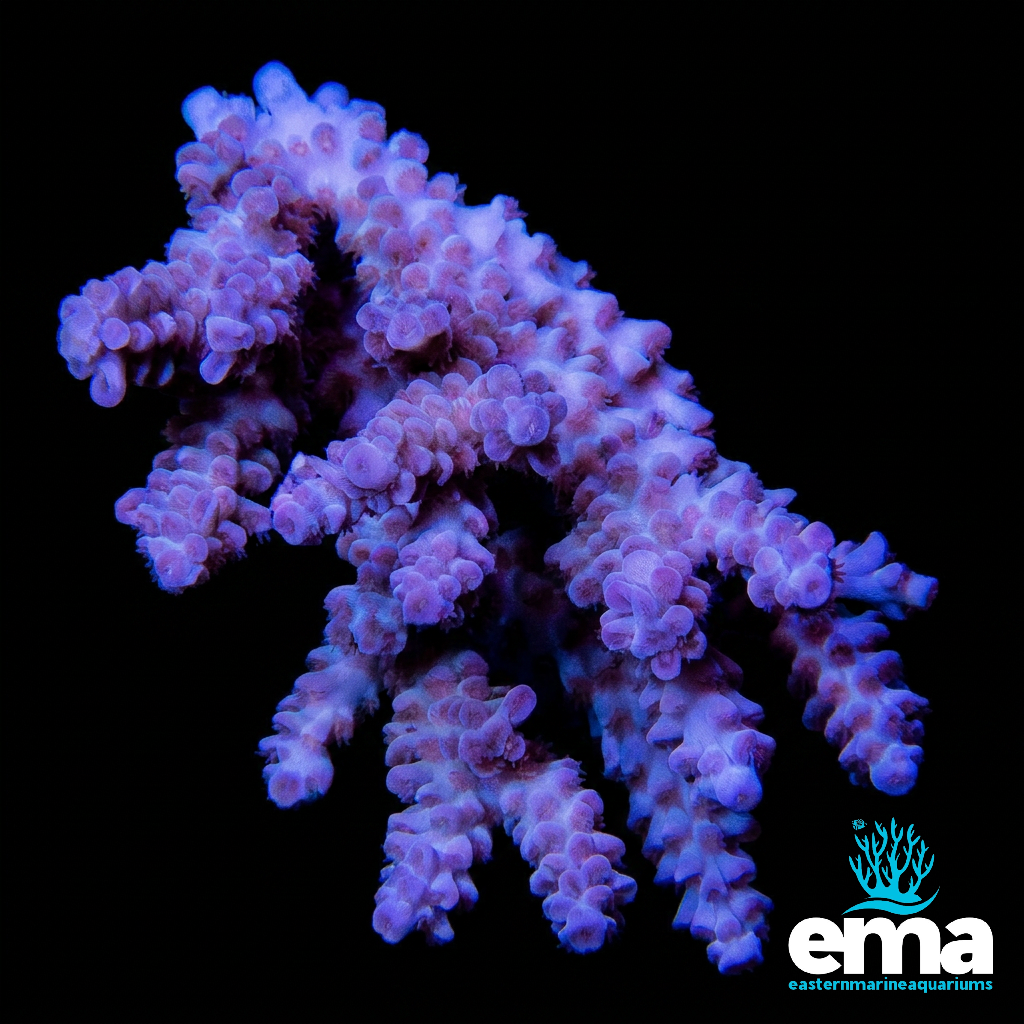 Purple Nasuta
