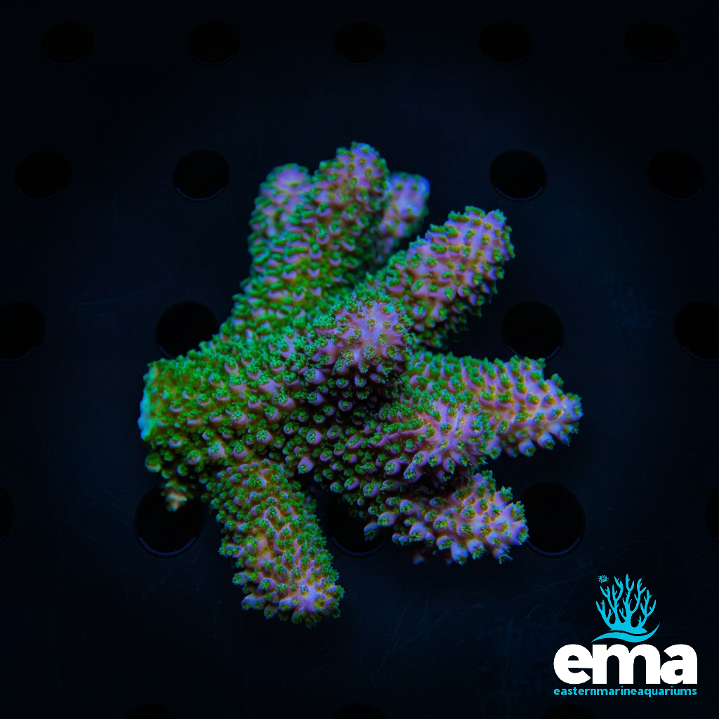 Acropora sp.