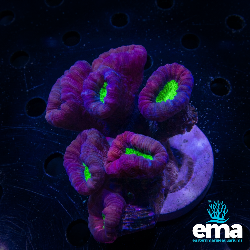 Candy Cane Coral