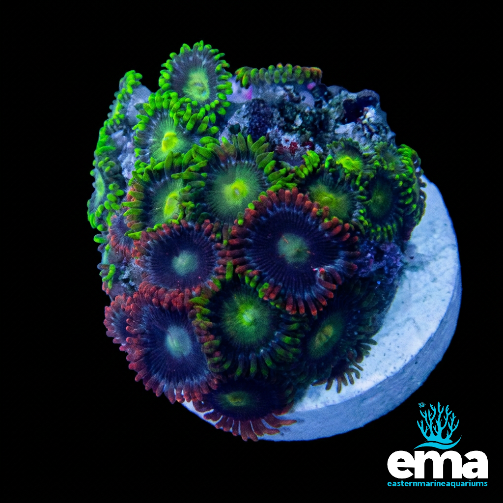 Zoanthid Fragment