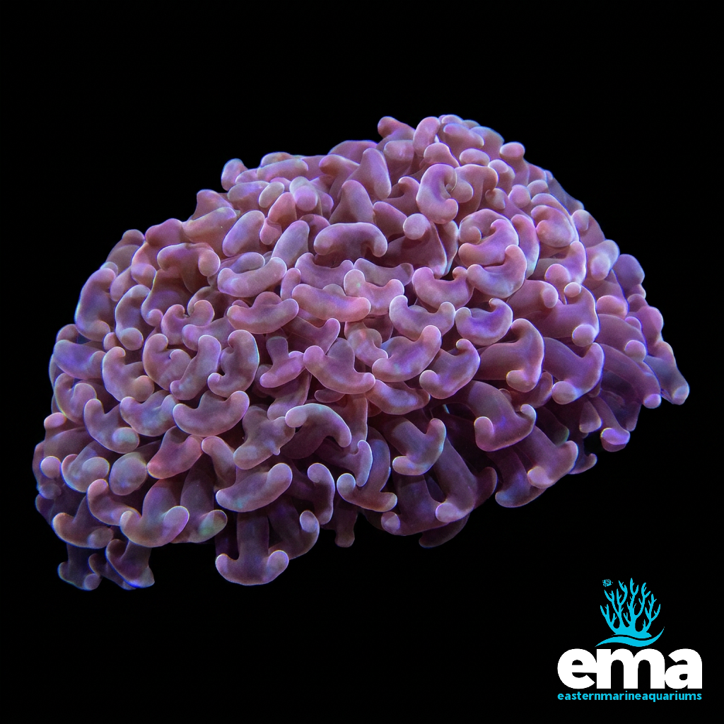 Orange Hammer Coral - Euphyllia ancora WYSIWYG