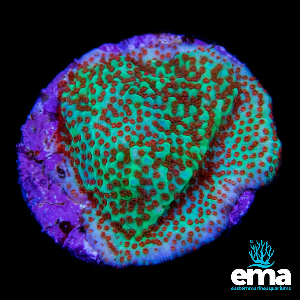 Chili Pepper Montipora