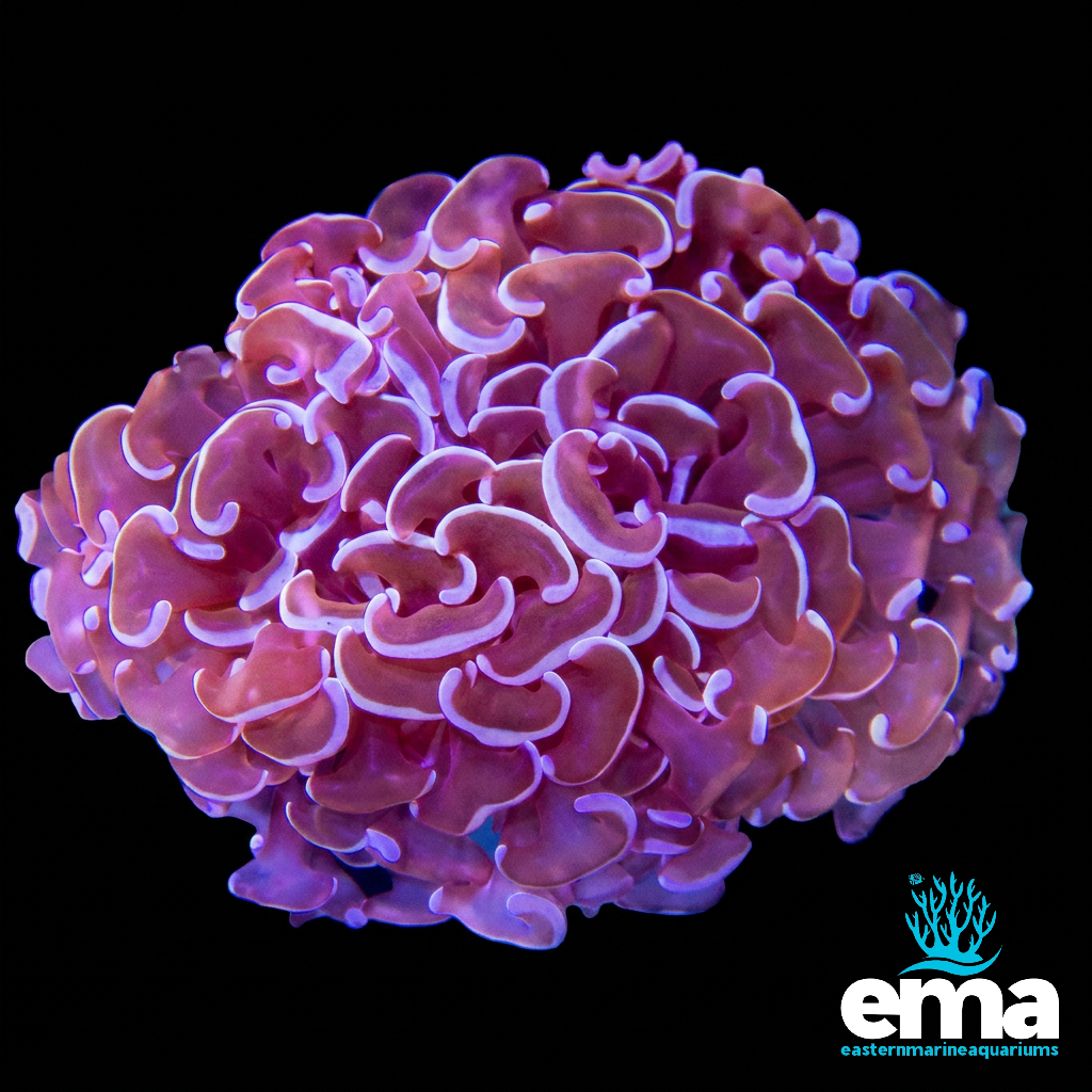Purple Hammer Coral