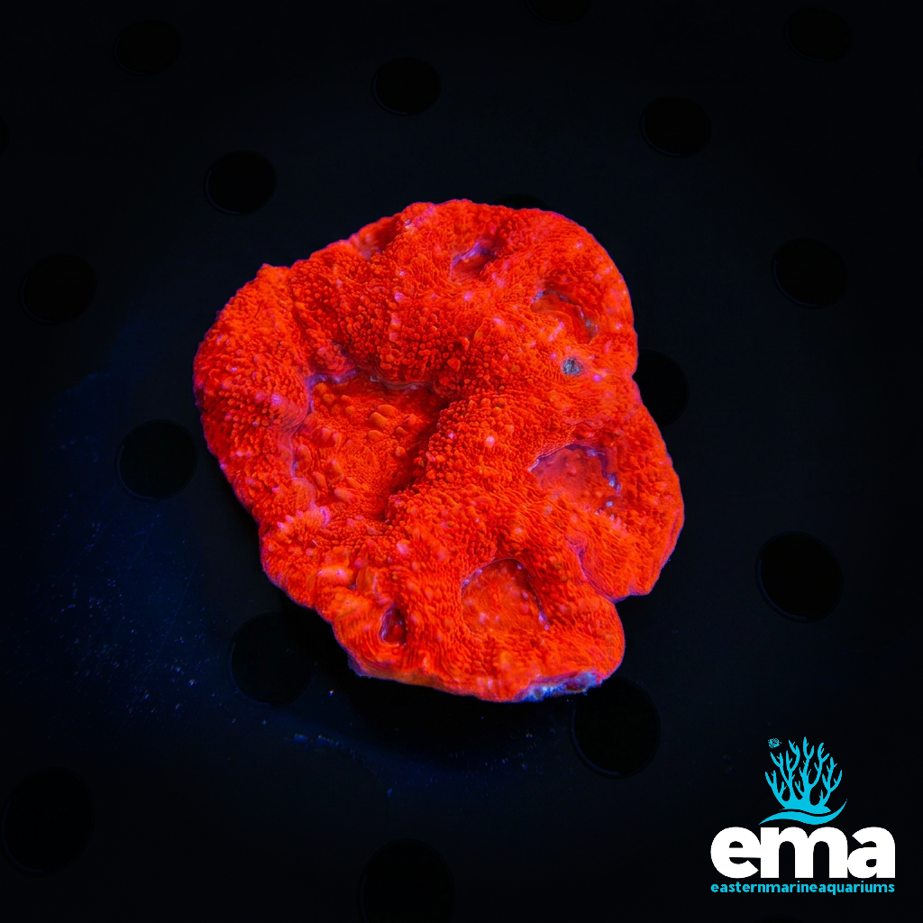 Toxic Red Acan Bowerbanki