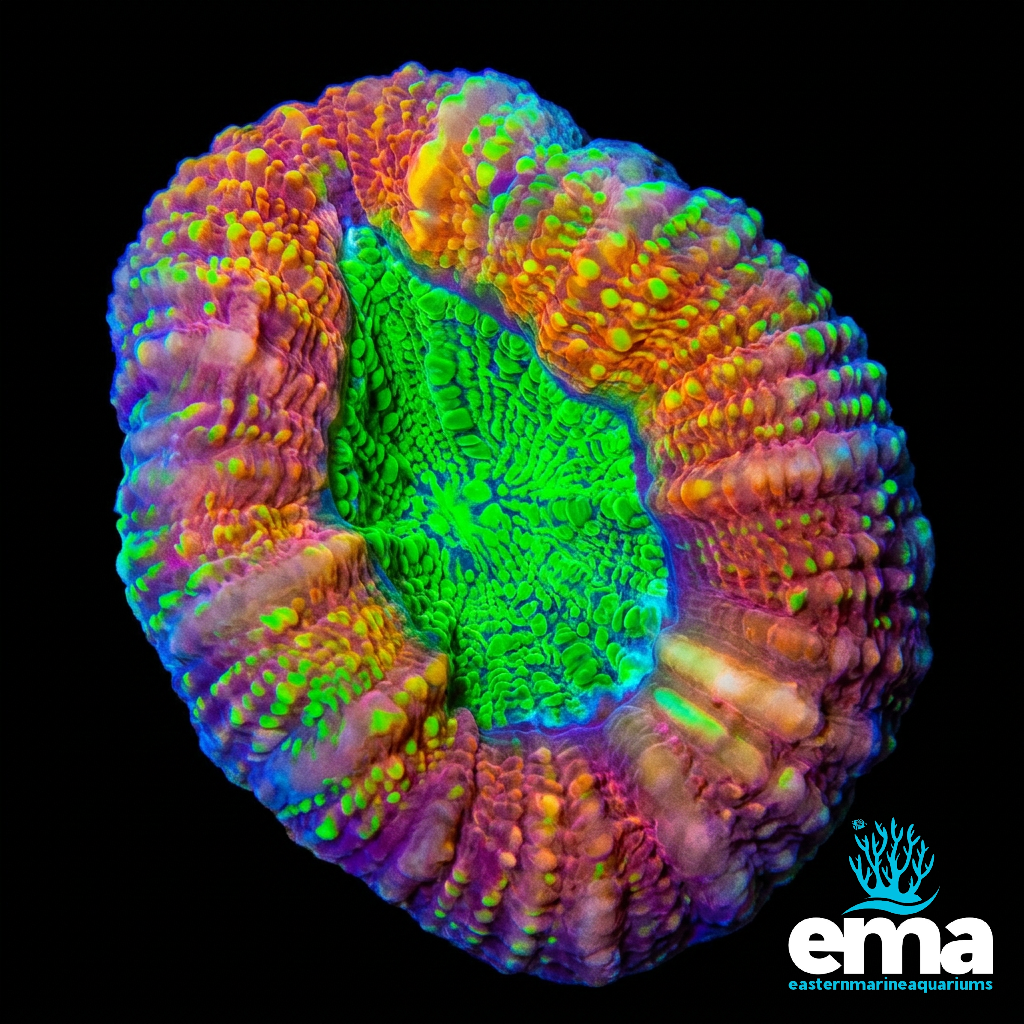 Toxic Green Center Lobophyllia