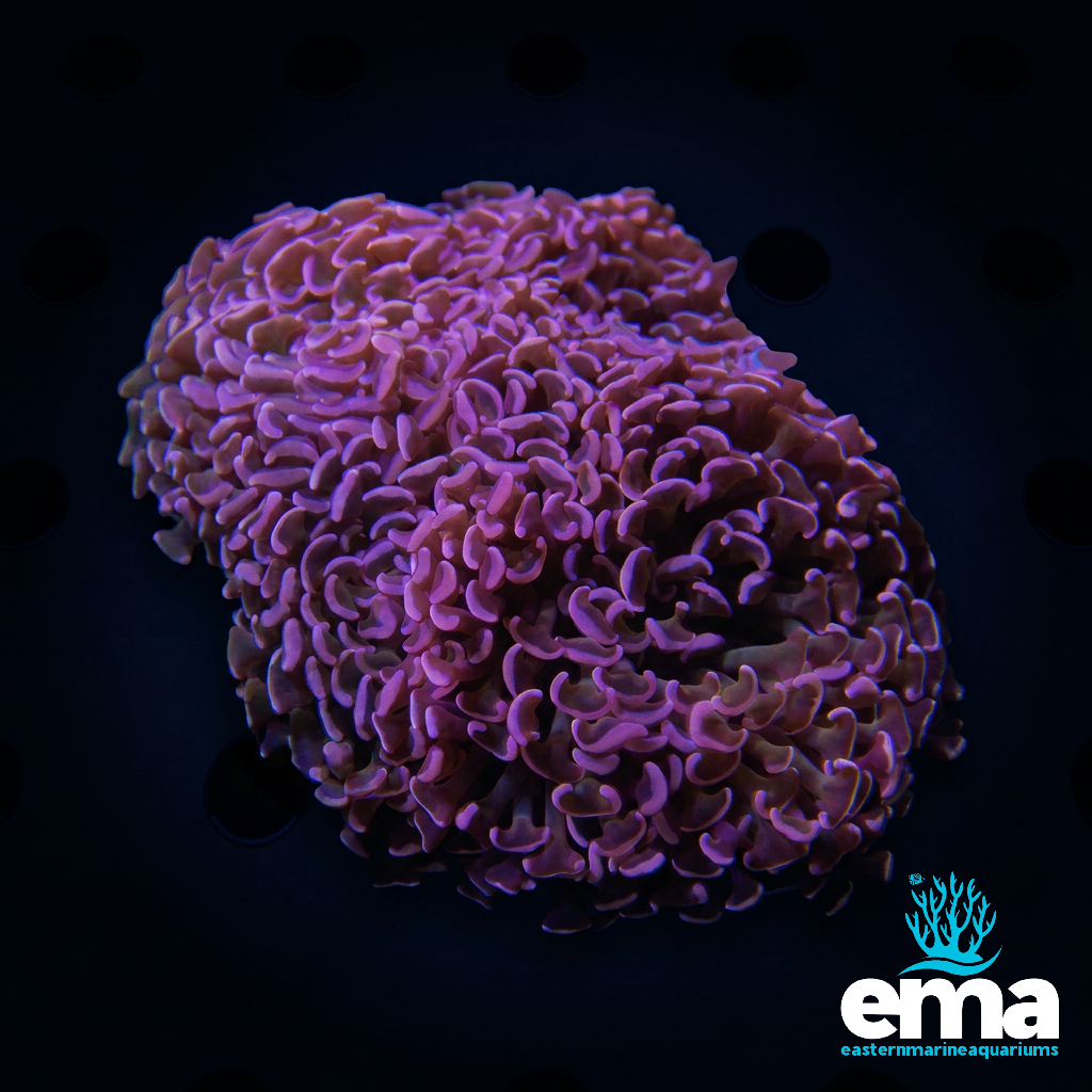 Rose Gold Hammer Coral