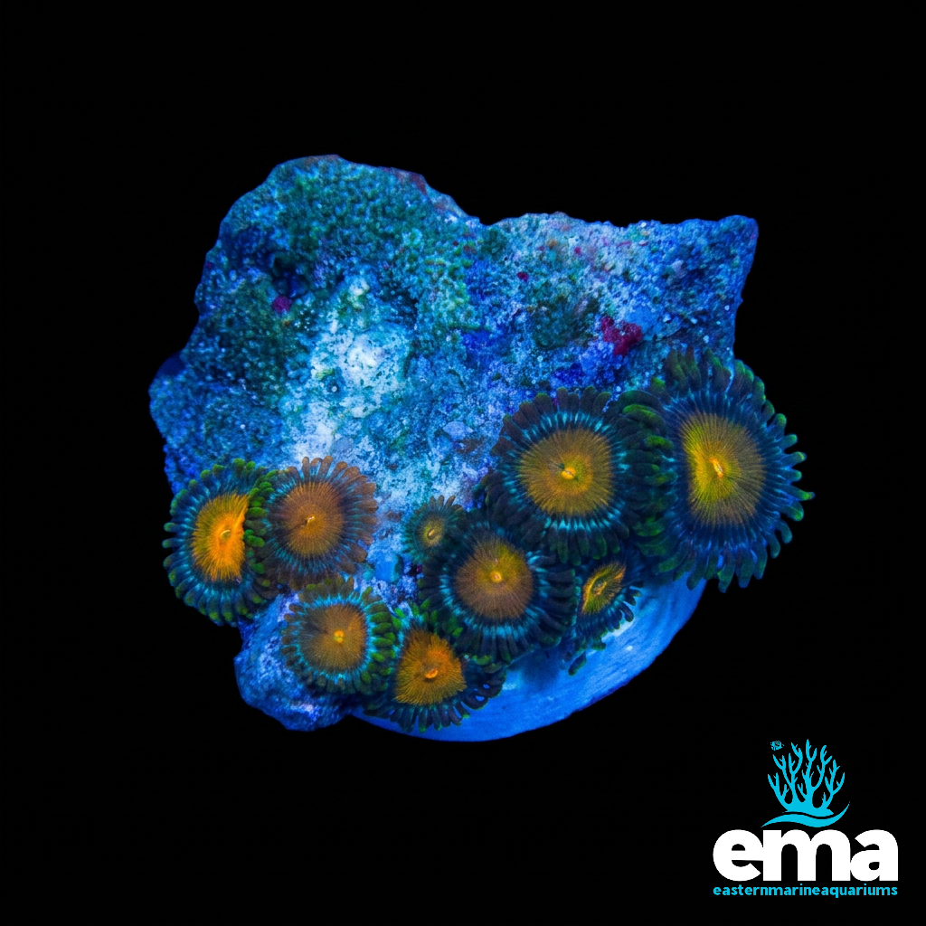 Zoanthid Fragment