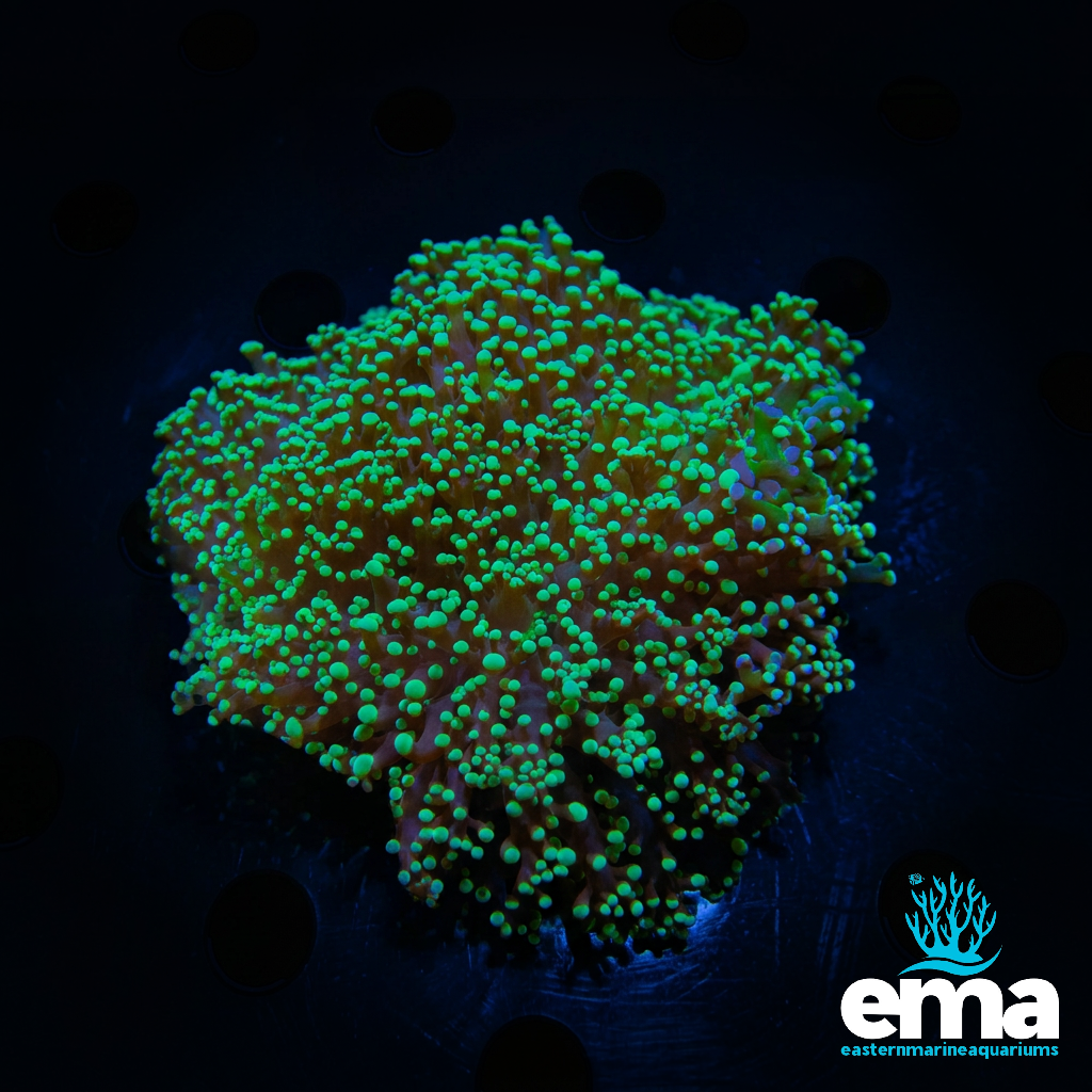 Green Frogspawn Coral