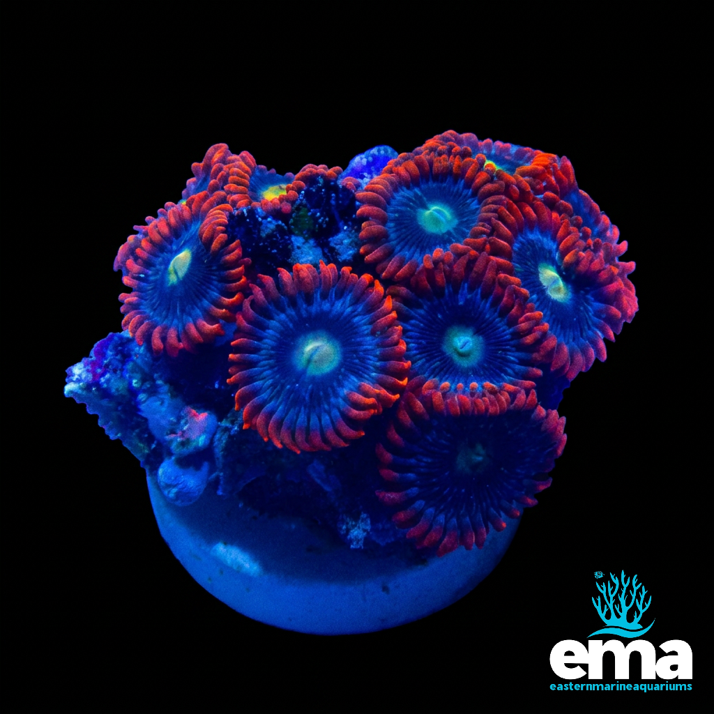 Zoanthid Fragment