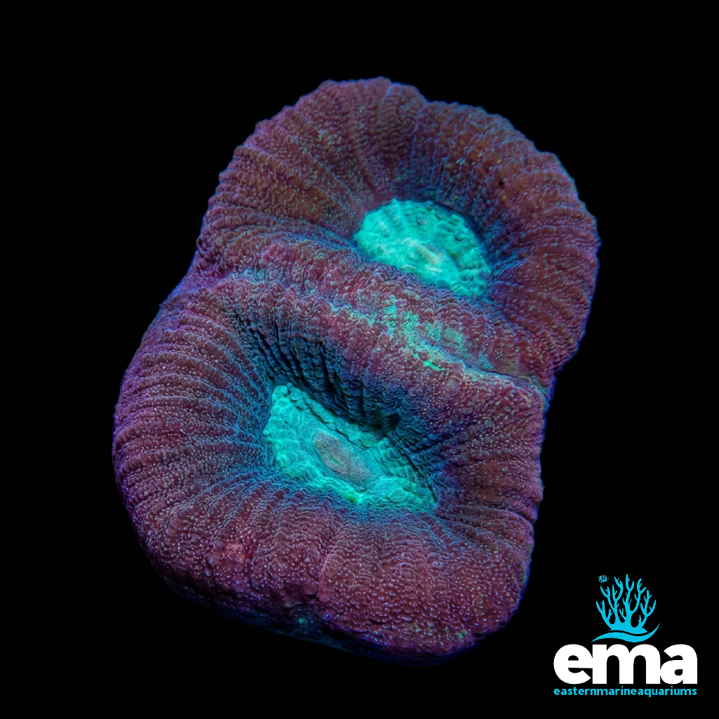 Teal Eye Favia Fragment