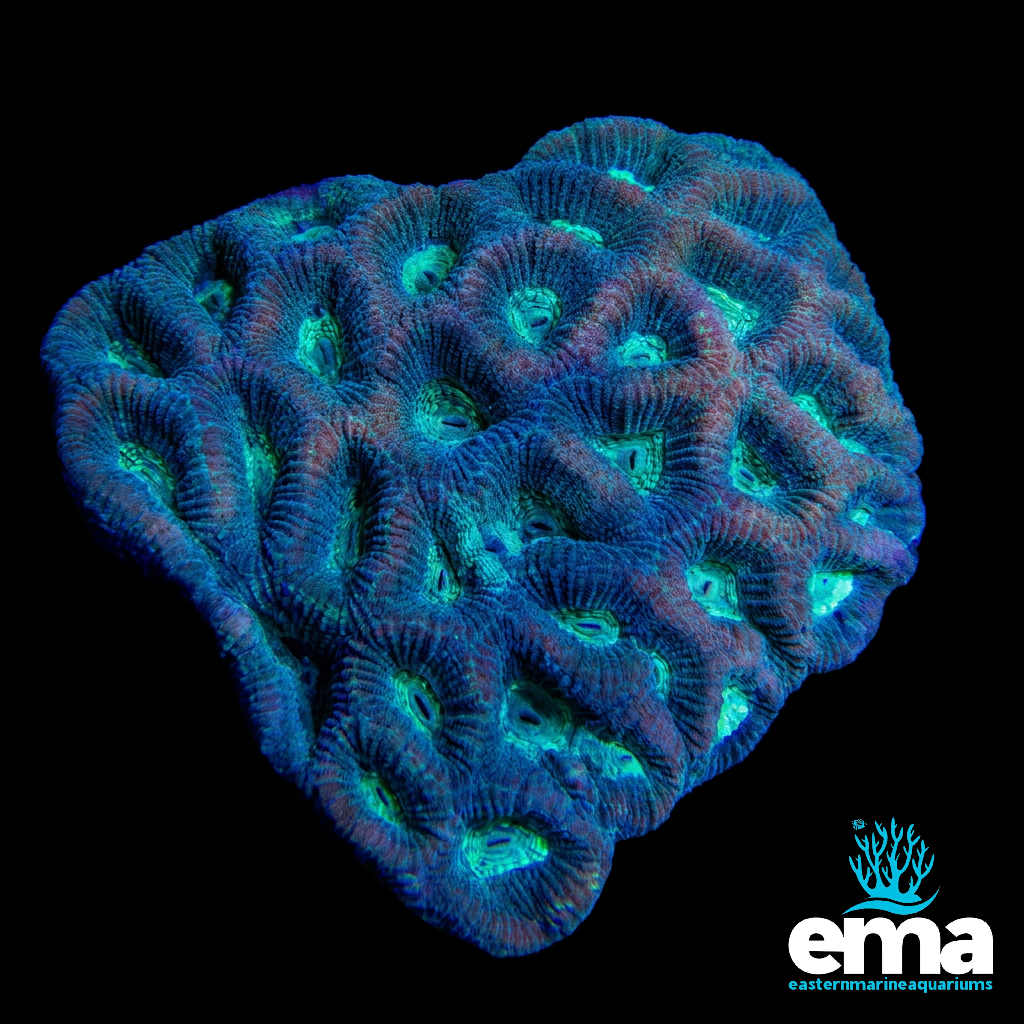 Green Favia Coral
