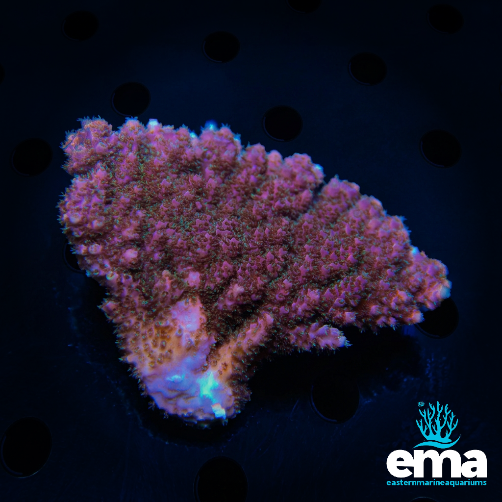 Pink & Green Acropora sp.
