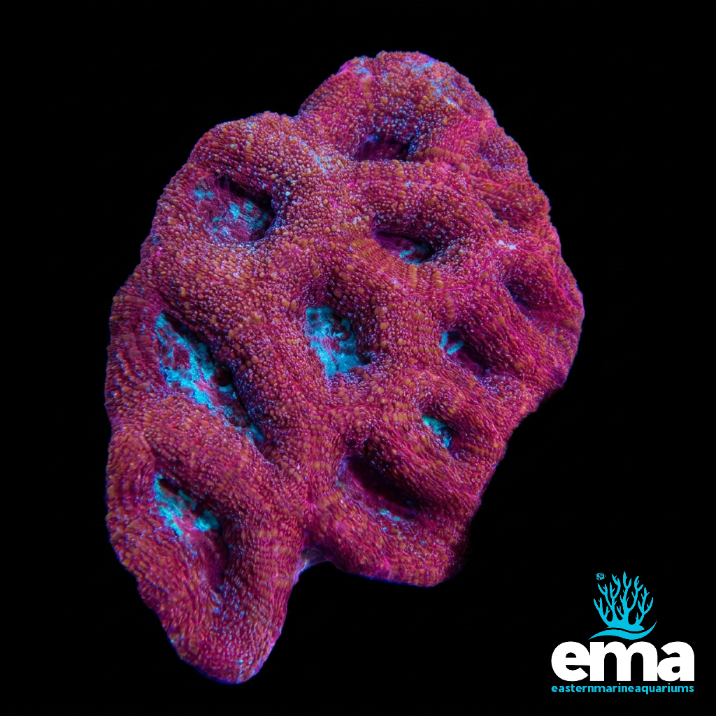 Red Acan Bowerbanki