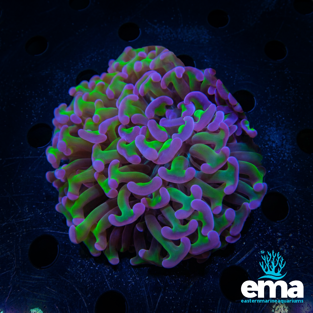 Hammer Coral
