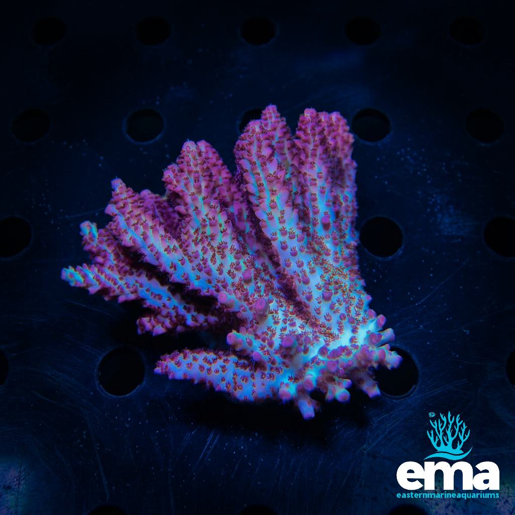 Acropora sp