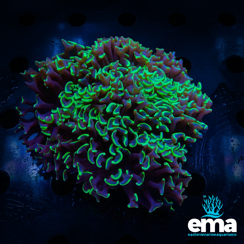 Toxic Green Hammer Coral