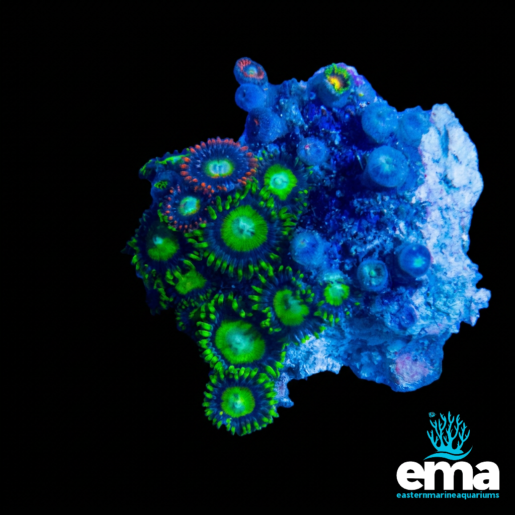 Zoanthid Fragment
