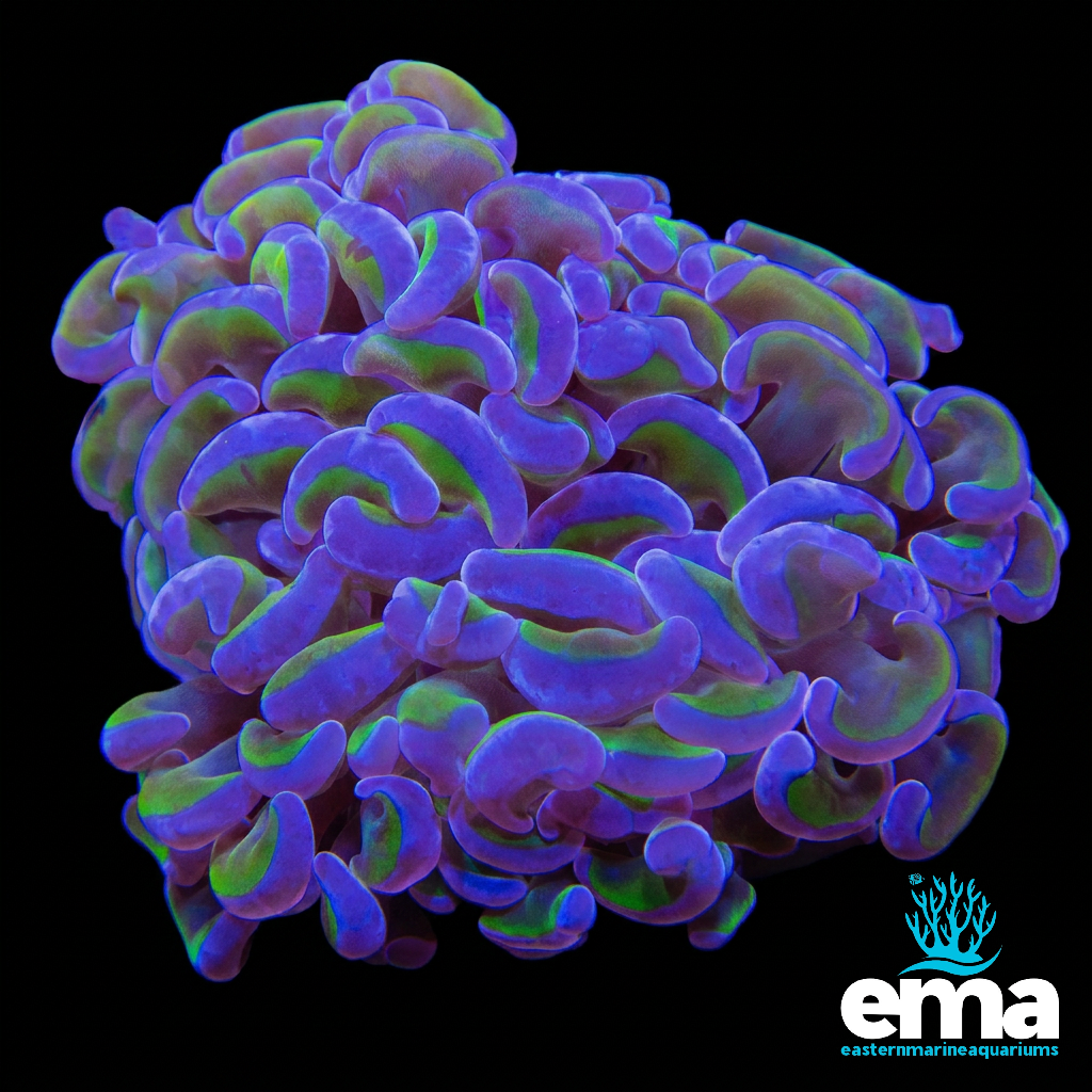 Reverse Hammer Coral