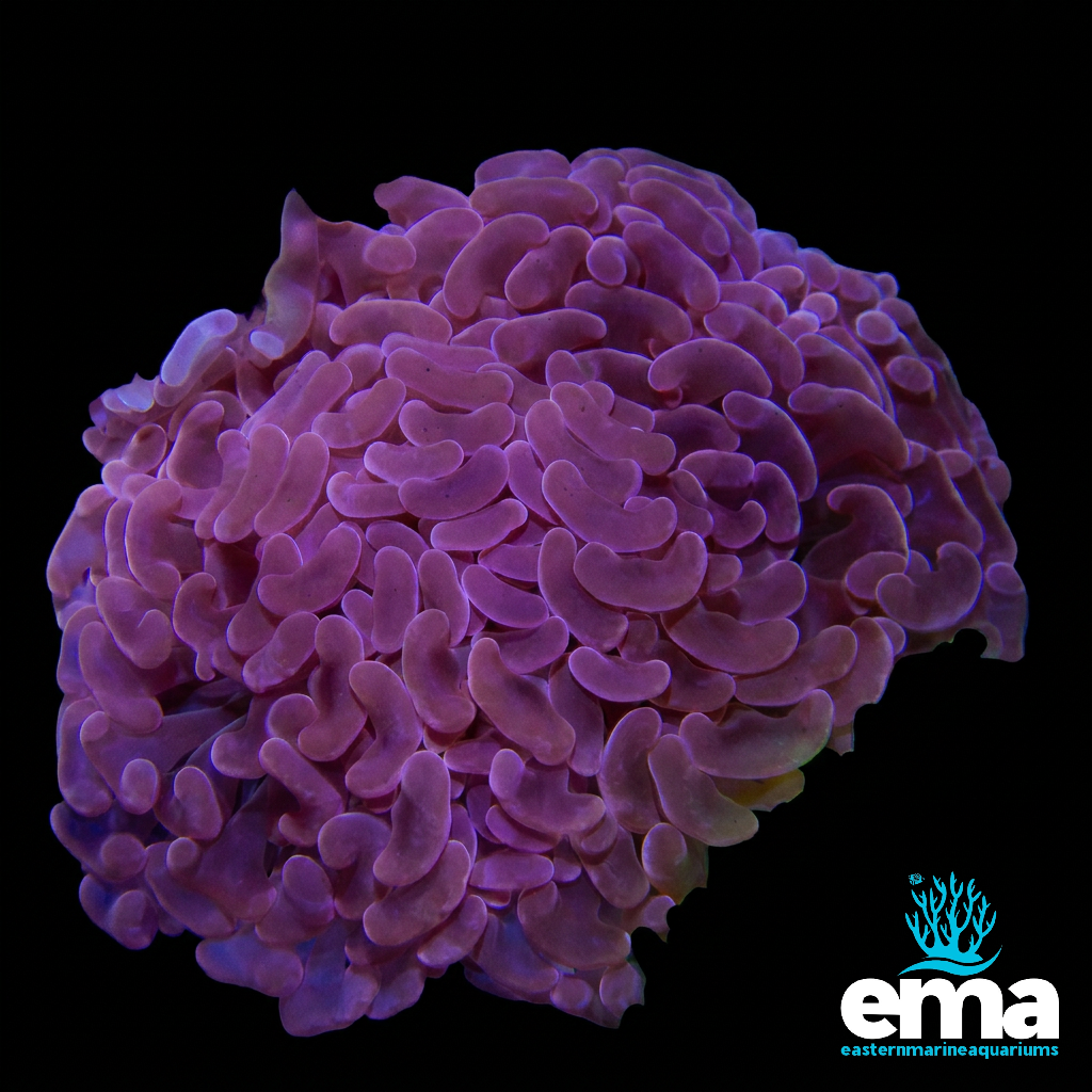 Orange Hammer Coral