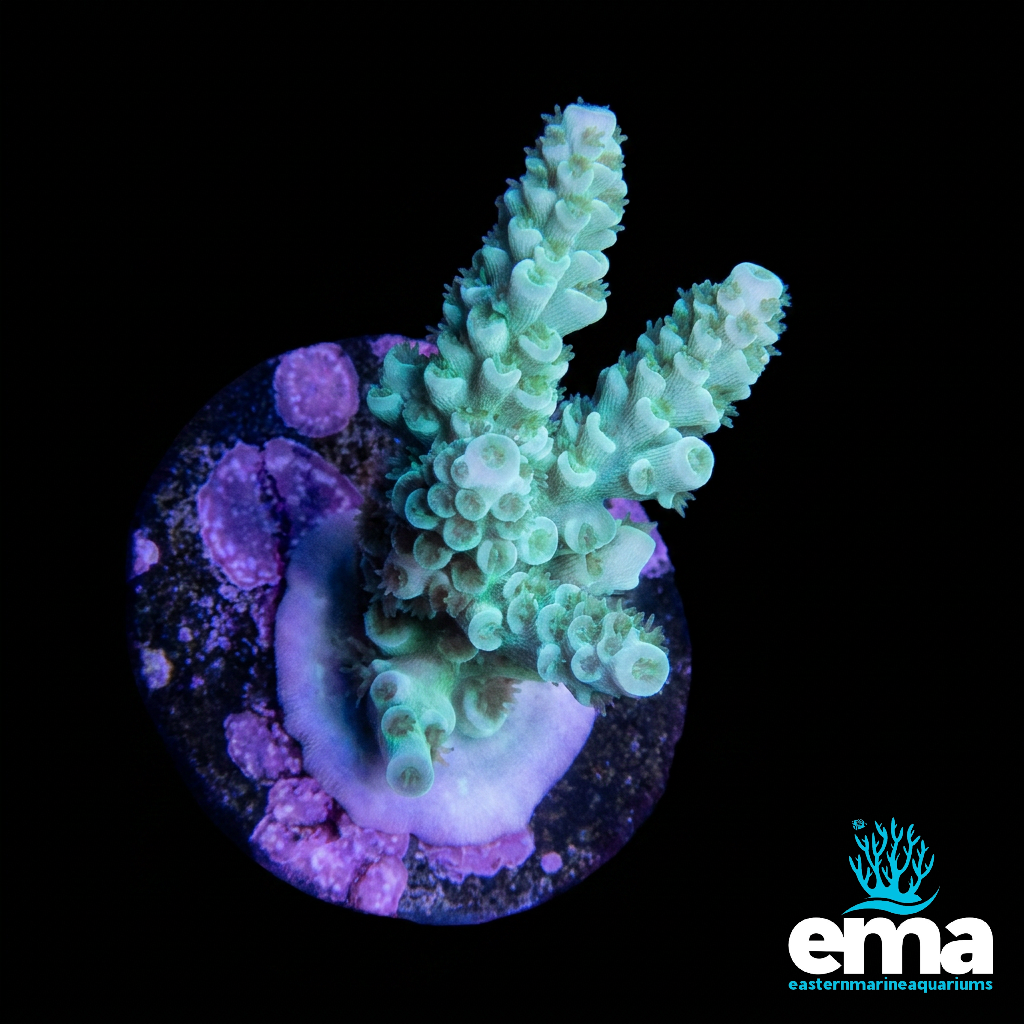 Green Acropora