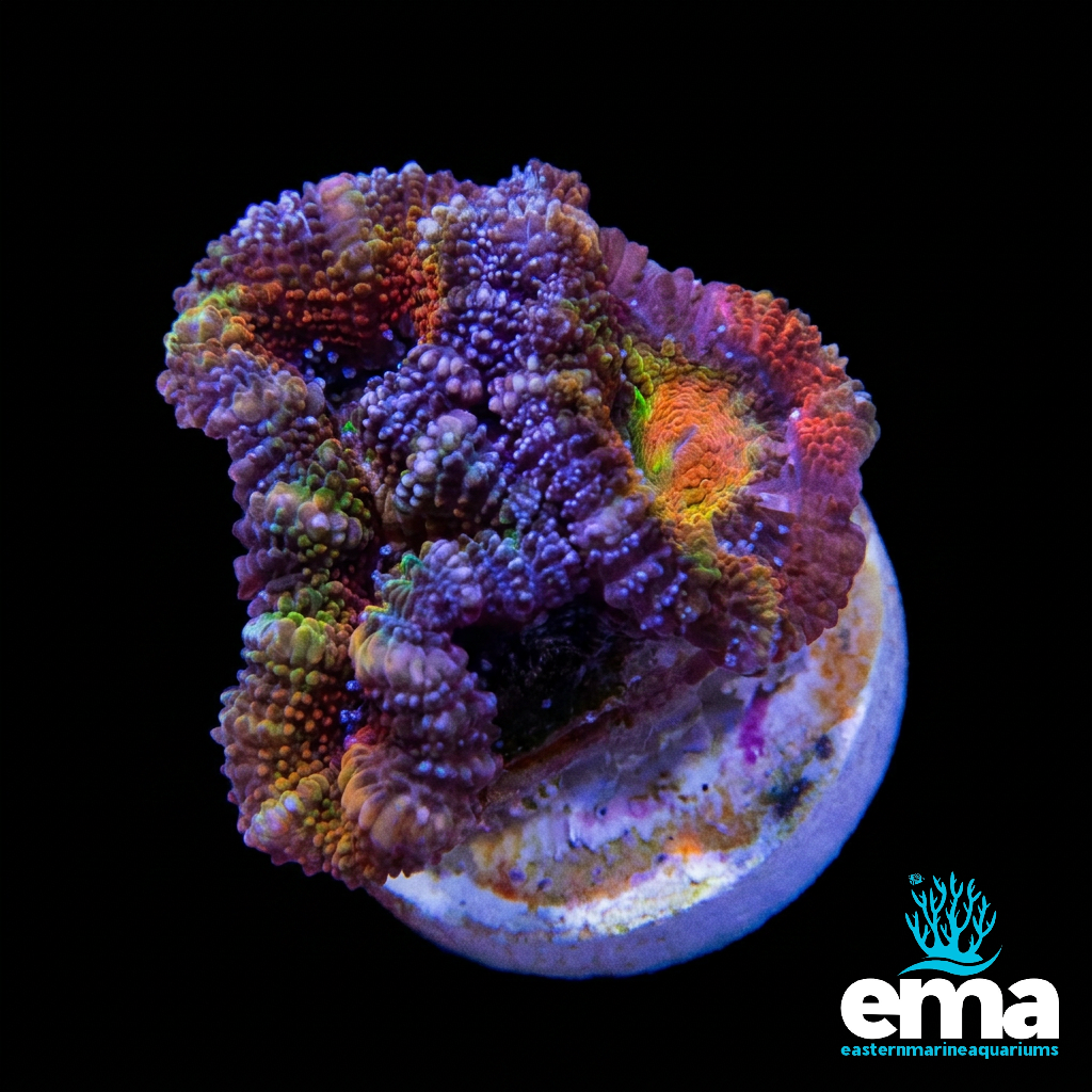 Rainbow Acan Lord