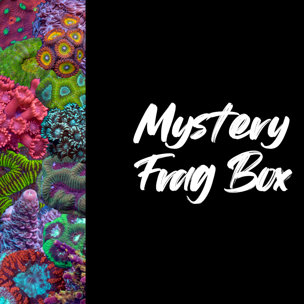 Mystery Frag Box | EasternMarine Aquariums