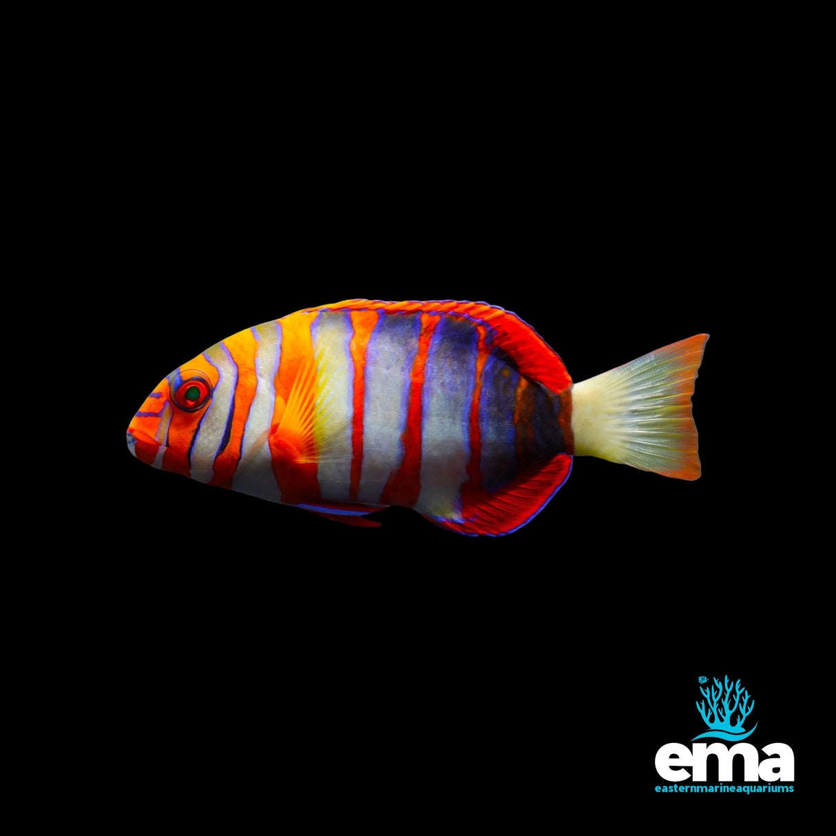 Australian Harlequin Tusk Wrasse