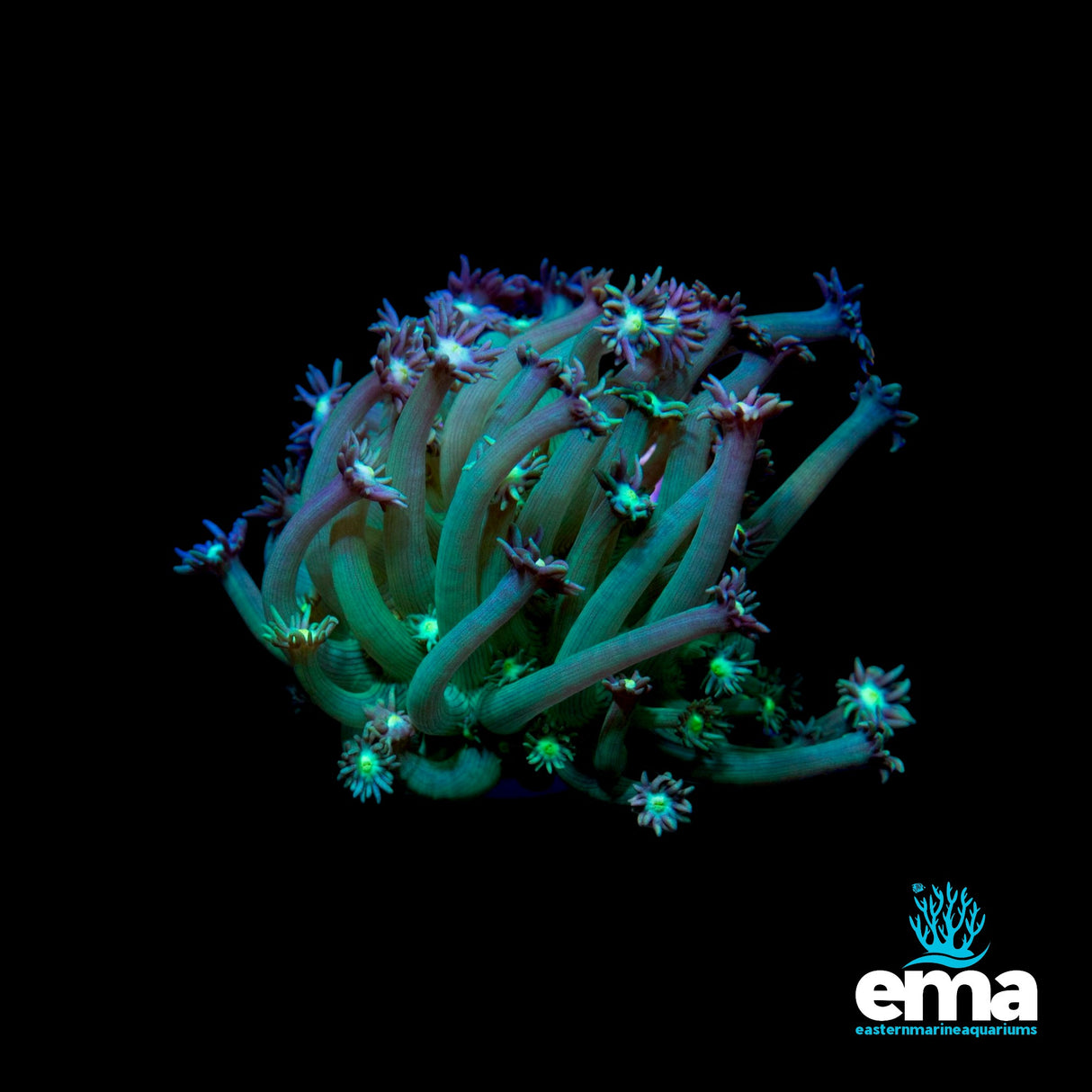 Australian Mint Green Goniopora Fragments