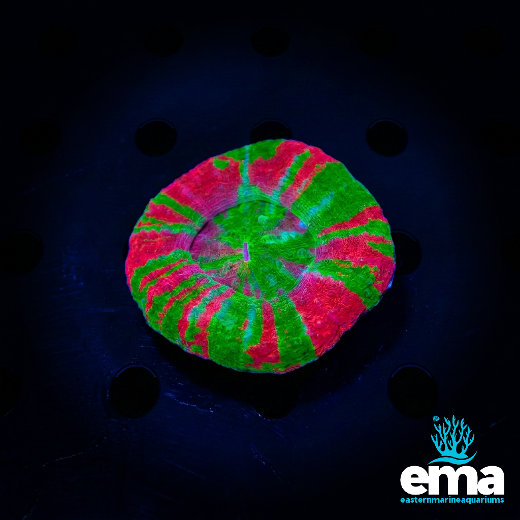 Bleeding Apple Scolymia