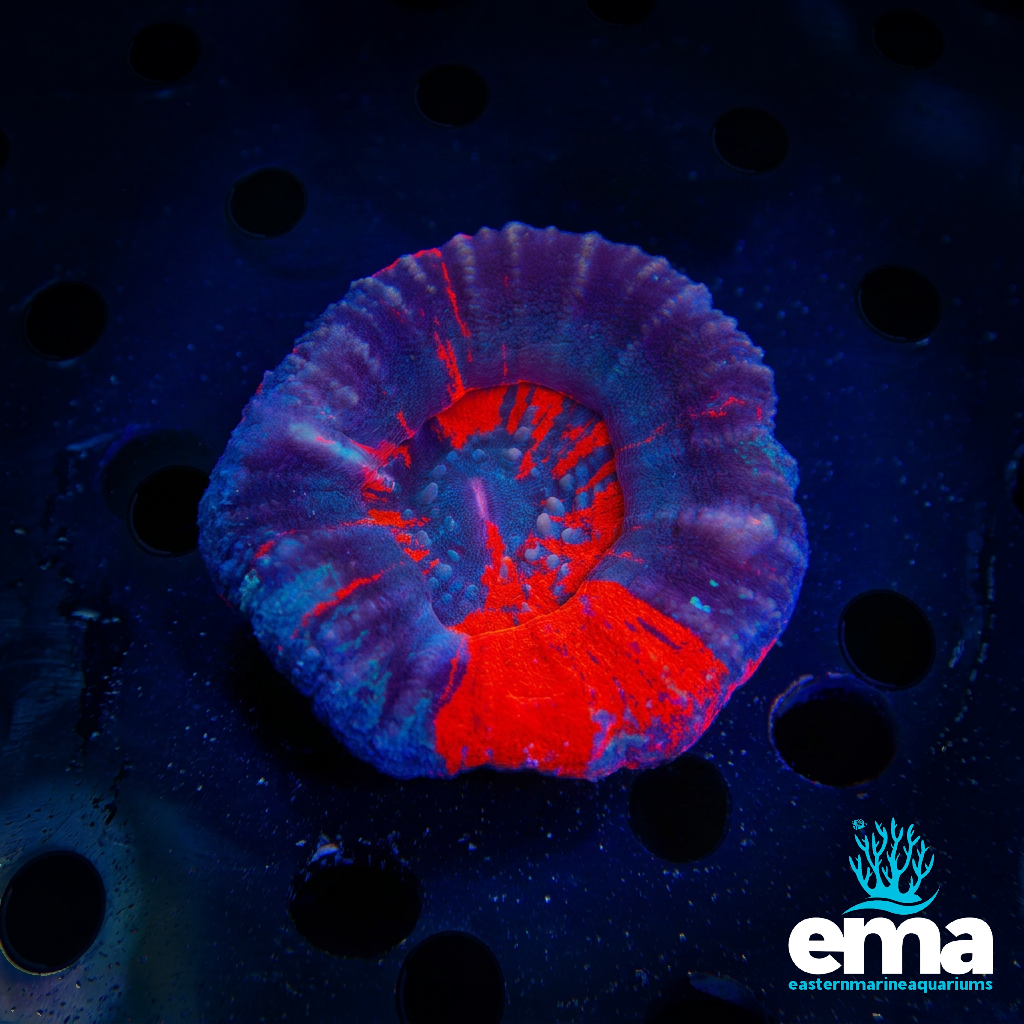 Warpaint Scolymia