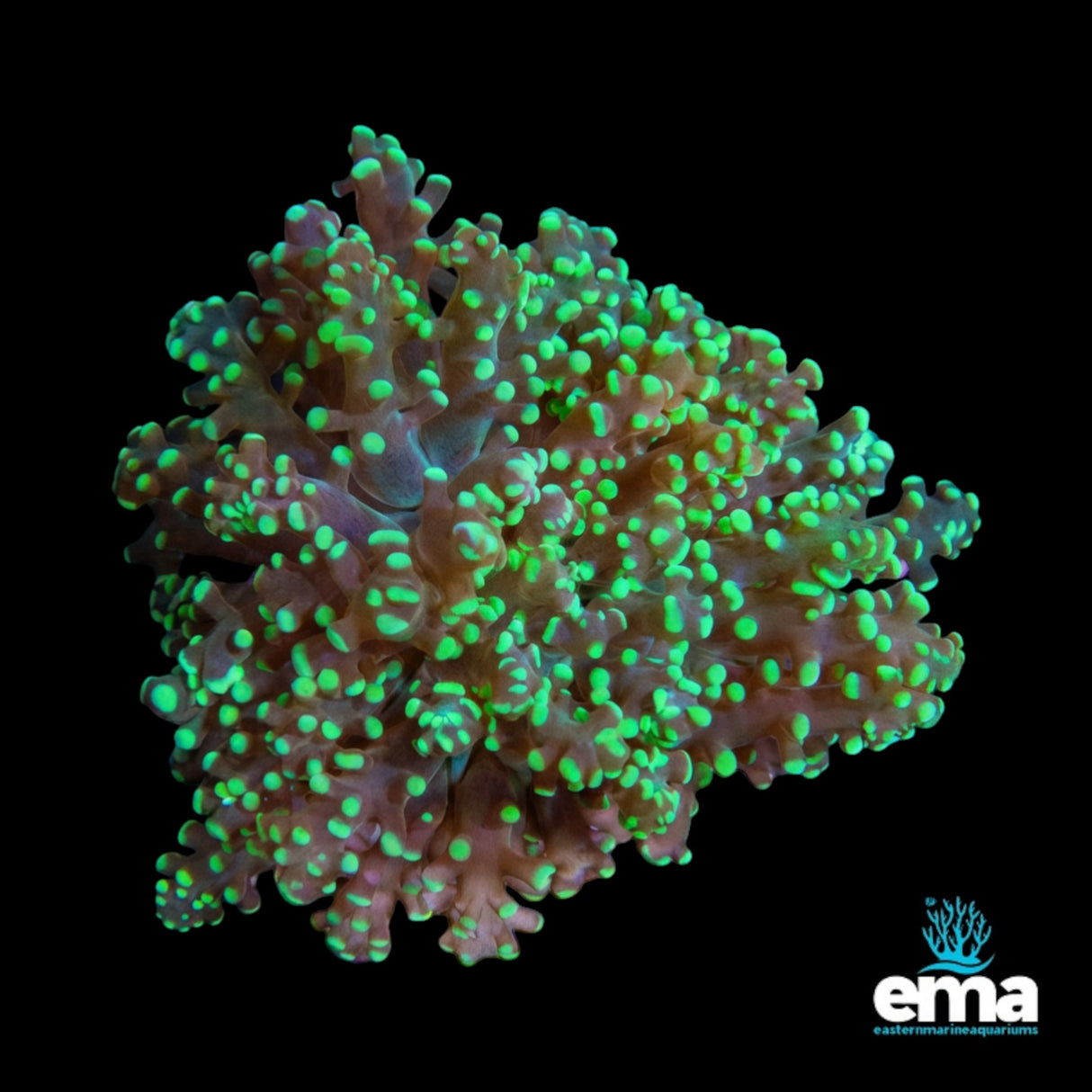 Toxic Green Frogspawn Branching